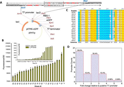 T7 Promoter Library A Synthetic Overlapping Oligos Was Annealed