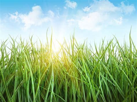 Tall Wet Grass Against A White Stock Image Image Of Garden Meadow 13794137