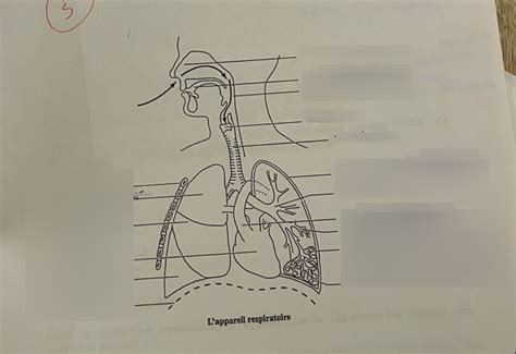 schéma de l appareil respiratoire Diagram Quizlet