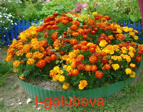 высадка бархатцев | ДОМ, САД, ОГОРОД, КРАСИВЕЙШИЙ ЦВЕТНИК