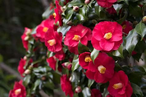 7 Red Flowering Shrubs For Every Garden Plantglossary