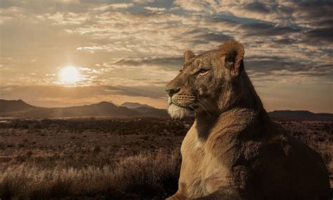 lion, Lioness, Savannah, Sunset Wallpapers HD / Desktop and Mobile ...