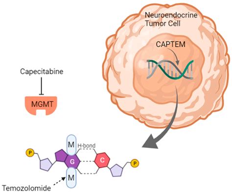 Cancers Free Full Text Chemotherapy In Neuroendocrine Tumors