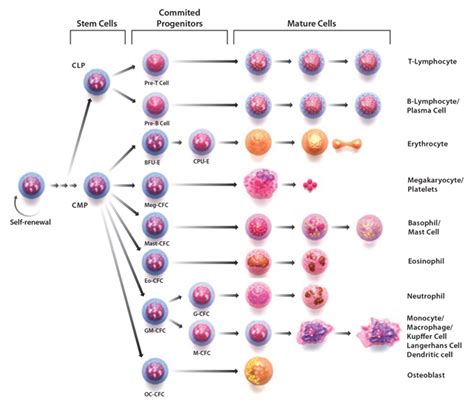 Hematopoietic Stem Cell Culture | Sigma-Aldrich