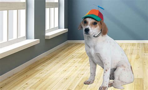 Reductress How This Dog Wearing A Propeller Hat Saved Our Marriage