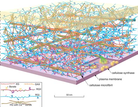 Toward A Systems Approach To Understanding Plant Cell Walls Science