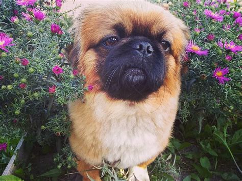 14 Things Pekingese Owners Must Never Forget Page 4 Of 5 The Dogman