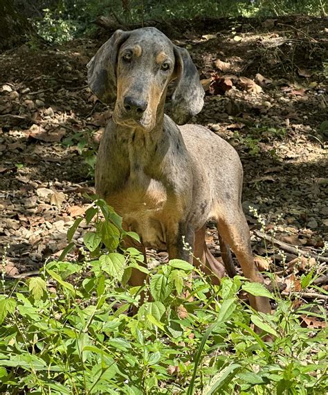 AKC Blue Merle Tanpoint Male Great Dane Great Dane Puppies For Sale