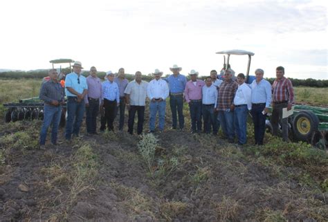 Combaten A La Mosquita Blanca En Tlahualilo Representación