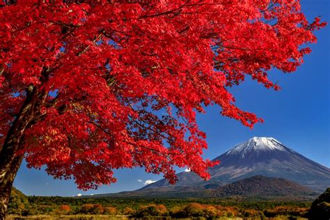 もみじトンネル 富士河口湖町 山梨の人気紅葉スポット2022秋 Porta