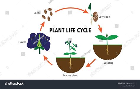 Plant Life Cycle Drawing Diagram Stock Vector (Royalty Free) 2410283725 ...