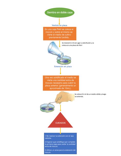 Diagrama Flujo Capa Siembra Siembra En Doble Capa En Una Caja Petri