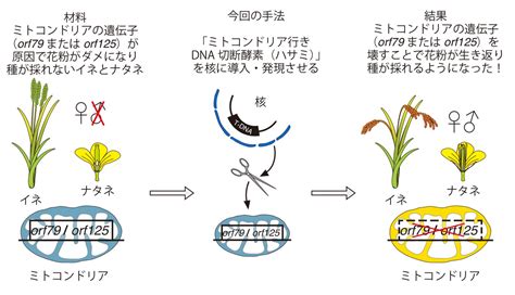 世界初の植物ミトコンドリアのゲノム編集に成功 〜f1育種において重要な細胞質雄性不稔性の原因遺伝子を特定〜 東京大学大学院農学生命科学研究