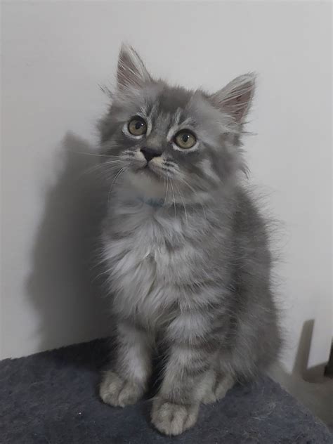 Gray & White Persian Male Kitten FOR SALE - Pet Finder Philippines ...