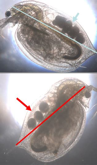 Daphnia Magna Acute Toxicity Test GOBIO GmbH