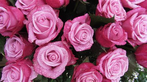 X Wallpaper Pink Rose Lot Peakpx