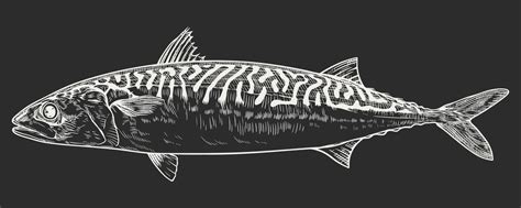 Mackerel Fish Vector Illustration In Engraving Style 38010141 Vector