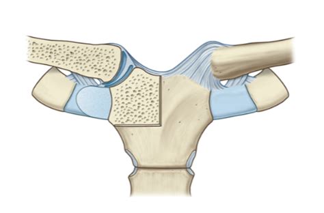 Diagram Of Sternoclavicular Joint Quizlet