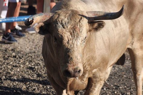 Alcoroches o Chequilla pueblos pequeños de Guadalajara que mantienen