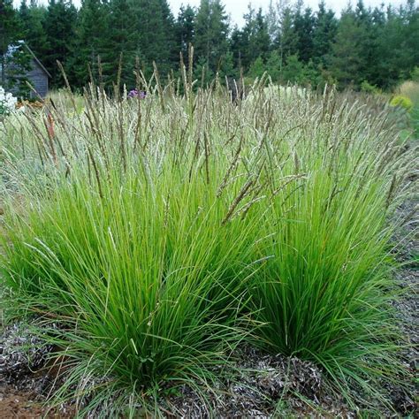 Sesleria Jesienna Szt Trawa Ozdobna Sadzonki