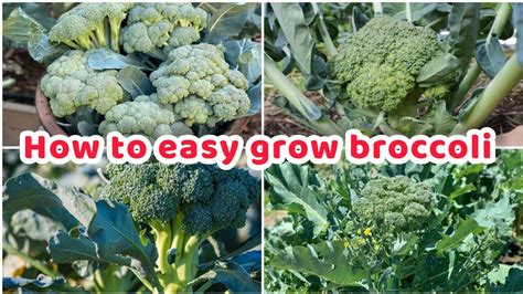 How To Grow Broccoli At Home Best Way To Grow Broccoli Growing