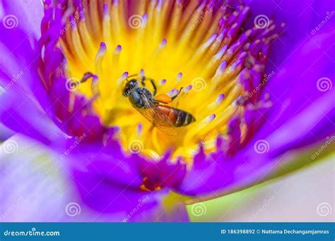 Flor Rosa De Loto Con Abeja De Miel Foco Cerrado De Una Hermosa Flor