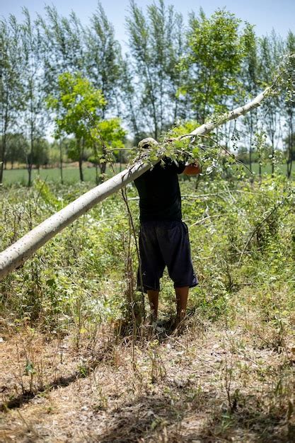 Un hombre que sostiene el árbol en su hombro en un bosque Foto Premium