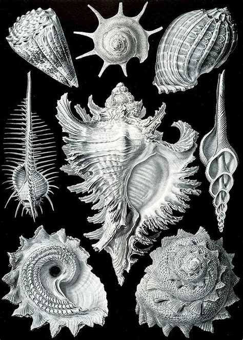 Ernst Haeckel ~ Ecology Prime