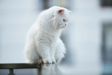 Spiritual Meaning Of White Cat In Your Dreams