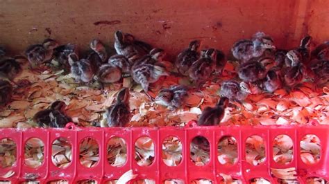 Bobwhite Quail Hatch Day Youtube