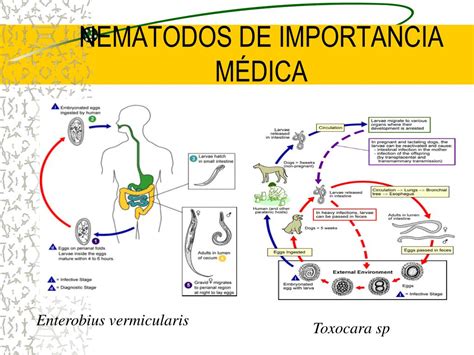 Ppt Generalidades De Helmintos Powerpoint Presentation Free Download Id871391