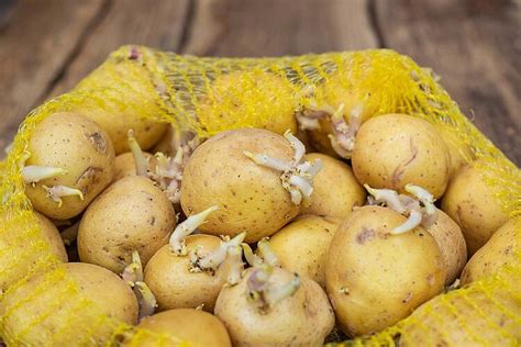 Darf Man Gekeimte Kartoffeln Noch Essen