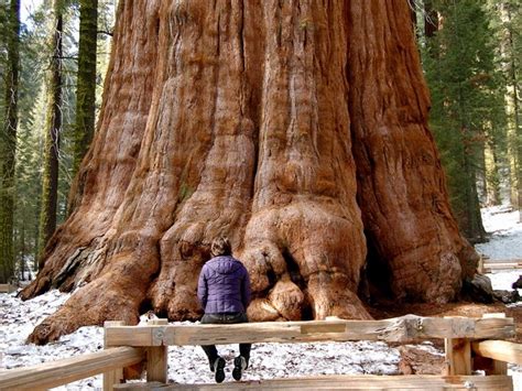 La Secuoya El Ser Vivo Más Alto Del Planeta Garden Catalunya Plants Sant Vicenç Dels Horts