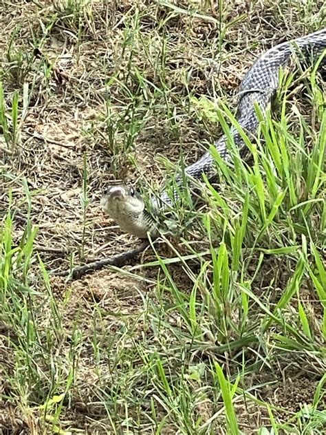 Western Ratsnake From Eldorado St Weatherford TX US On May 29 2023