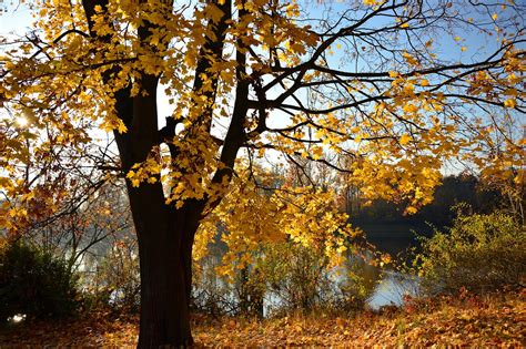 Árbol De Hoja Caduca Otoño Foto gratis en Pixabay Pixabay