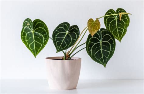 Anthurium Clarinervium Care The Complete Guide Smart Garden Guide