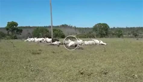 Fazenda Em Que Gado Morreu Eletrocutado Teve Preju Zo De R Mil