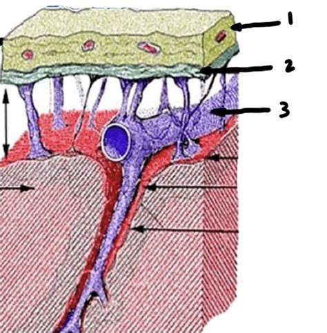 Lec Meninges Flashcards Quizlet