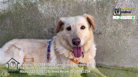 Videoadozioni Rifugio San Francesco Castelvolturno Il Cane Mamy