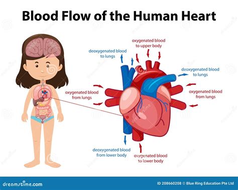 Fluxo Sangu Neo Do Diagrama Card Aco Humano Ilustra O Do Vetor