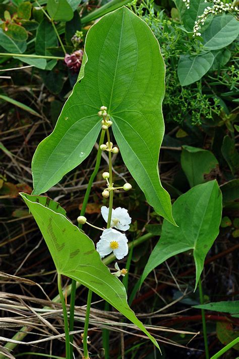 Broadleaf Arrowhead