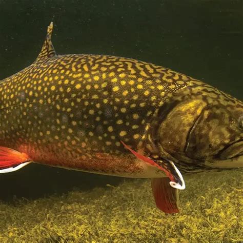 Brook trout - Facts, Diet, Habitat & Pictures on Animalia.bio