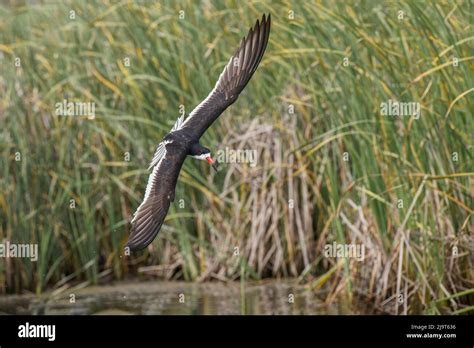 Black skimmer flying, South Padre Island, Texas Stock Photo - Alamy