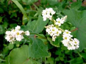 How to Grow Buckwheat Plant in Your Garden - The Daily Gardener