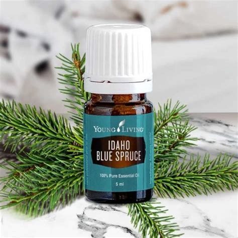 100 Original Young Living Idaho Blue Spruce Essential Oils 5ml Lazada