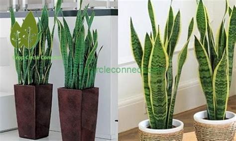 C Y L I H C M Y Lo I T Ng Quan V C Ch Ch M S C Cactus Plants