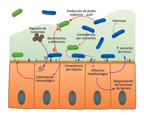 12 Ilustración de los posibles efectos de bacterias probióticas Los