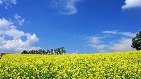 Yellow Flowers Field Under Blue Sky Japanese Hd Wallpaper Peakpx