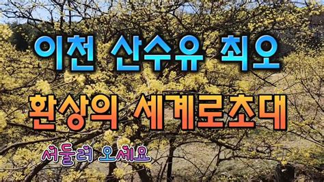 이천산수유축제수도권근교의쵝오의산수유군락지2023년 이천산수유 절정최고👍👍 Youtube