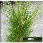 Pinus Nigra Pyramidalis Sosna Czarna Pyramidalis Szczep Bry A